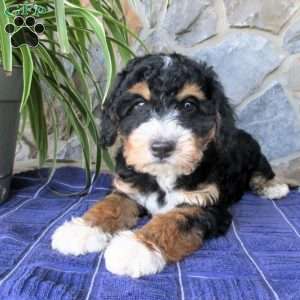Anchor, Mini Aussiedoodle Puppy